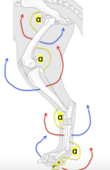 <p>(blue = extension, red = flex)</p>