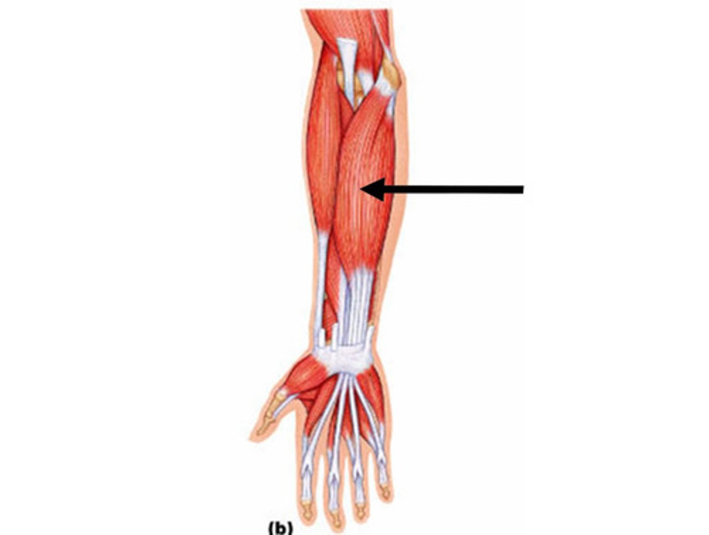 <p>Medial epicondyle (common flexor origin and coronoid process)</p>