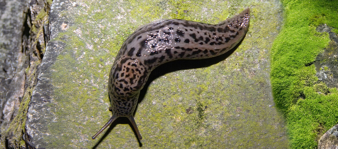 <p>brown with black leopard spots</p>