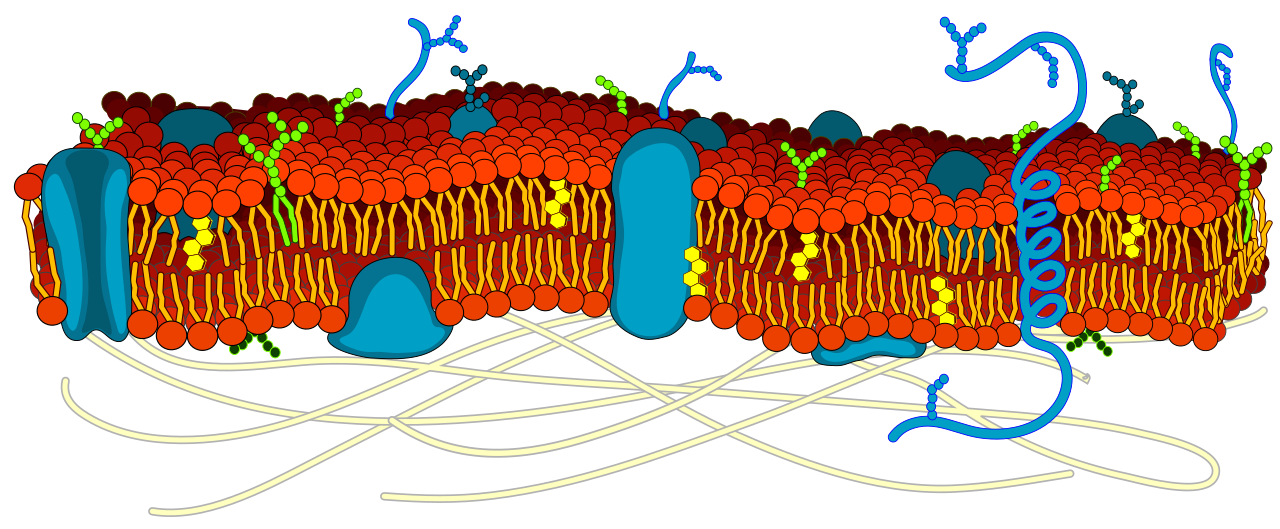 term image