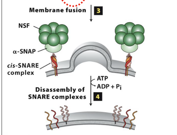<p>Vesicle Docking and Fusion at the CGN: Step 3</p>