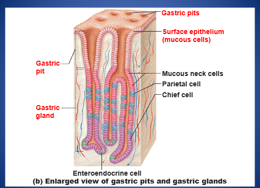 <p>the stomach’s mucosa tunica is composed of [TYPE] epithelium composed of mucous cells. the layer of mucus traps bicarbonate-rich fluid beneath it. gastric pits lead into gastric glands</p>