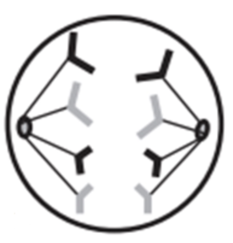 <p>What phase is this?</p>