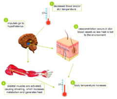 <p>1. decreased blood and/or skin temp</p><p>2. impulses go to hypothalamus</p><p>3. vasoconstriction in skin blood cessels so less heat is lost to the environment</p><p>4. skeletal muscles are activated, causing shivering, which increases metabolism and generates heat</p><p>5. body temp increases</p>