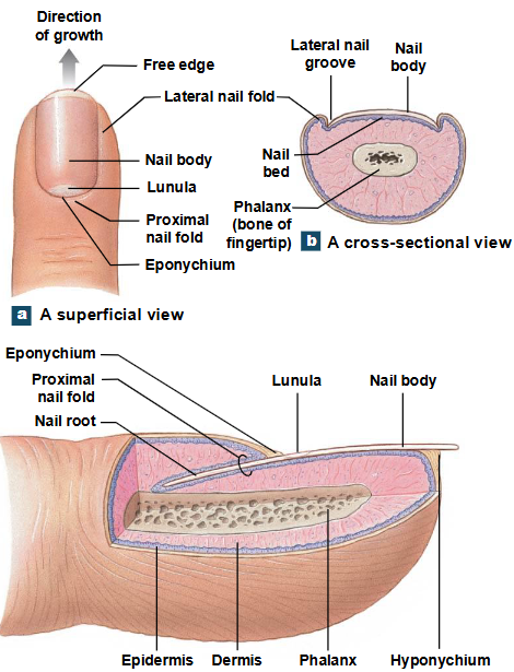 <p>Structure of a nail</p>