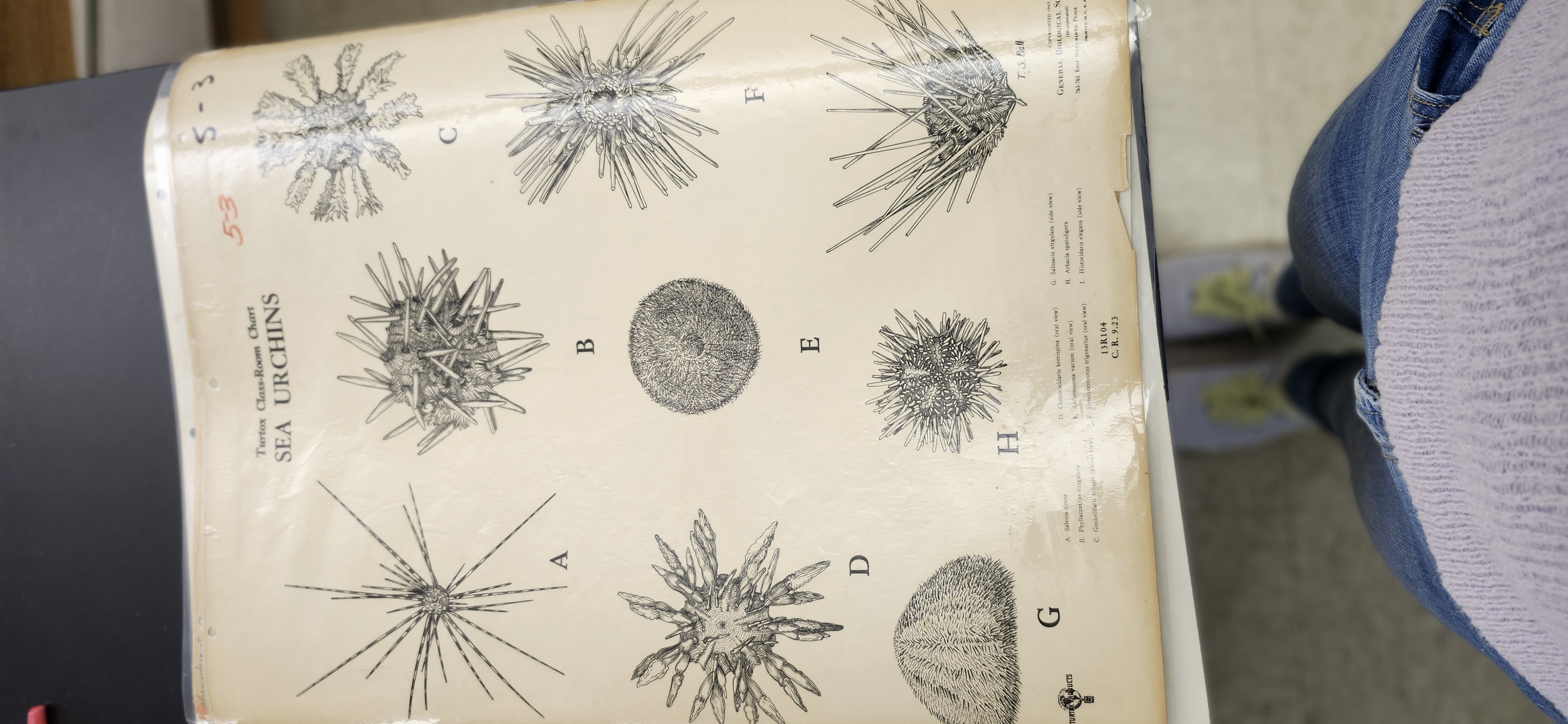 <p>What is the phylum and class of the organism?What is the common name?</p>
