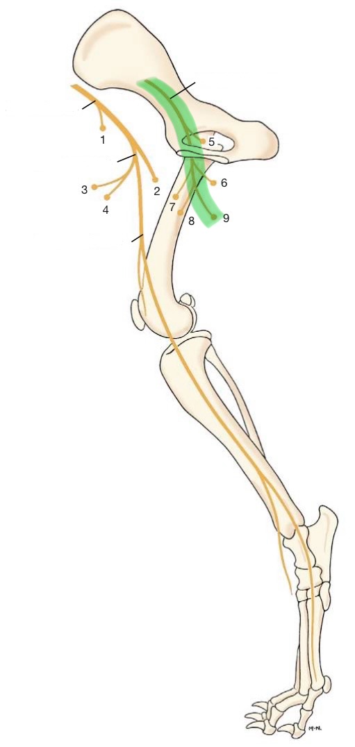<p>originates from L4-6</p><p>innervates:</p><ul><li><p>adductor muscles</p><ul><li><p>external obturator</p></li><li><p>pectineus</p></li><li><p>gracilis</p></li><li><p>adductor</p></li></ul></li></ul><p></p>