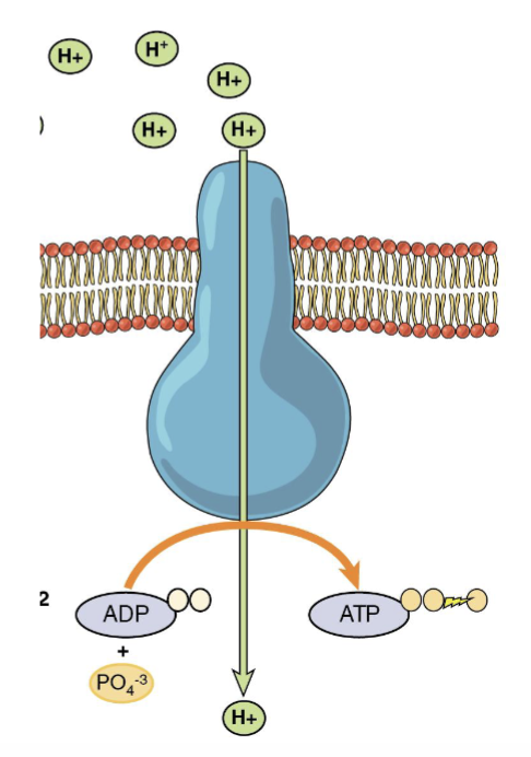 <ul><li><p>Pumping H⁺ (hydrogen ion) into the <strong>intermembrane space</strong> creates an <strong>electrochemical (H⁺) gradient</strong>.</p></li><li><p>H⁺ flows back into the <strong>matrix through ATP synthase</strong> — this is <strong>chemiosmosis</strong>.</p></li><li><p><strong>ATP synthase</strong> acts as a channel and uses the energy from H⁺ flow to make <strong>ATP from ADP + inorganic phosphate (Pi)</strong>.</p></li></ul><p><strong>Key flow:</strong><br><strong>H⁺ gradient → H⁺ through ATP synthase → chemiosmosis → ATP production</strong></p>