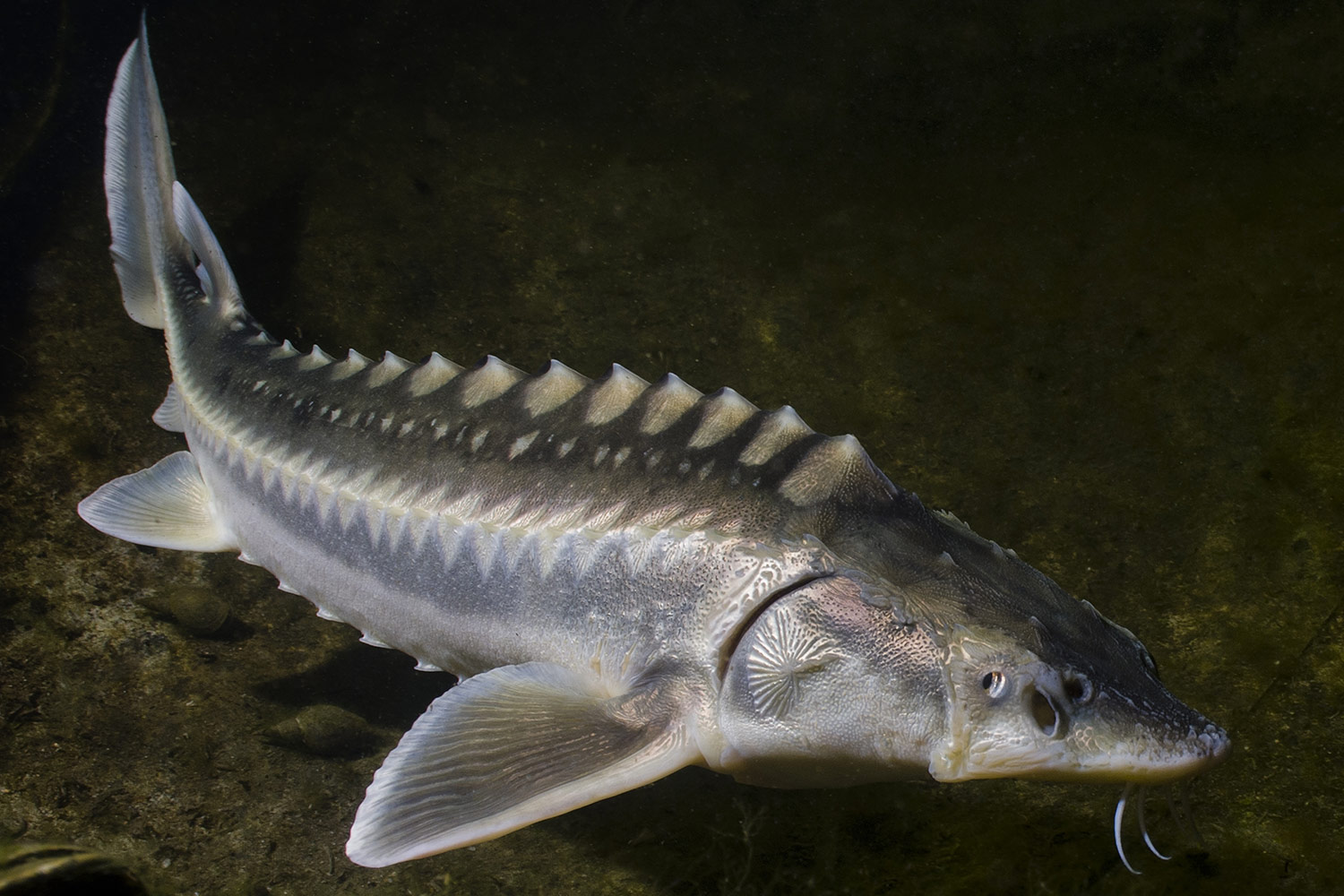 <p>What type of lure does the white sturgeon like?</p>