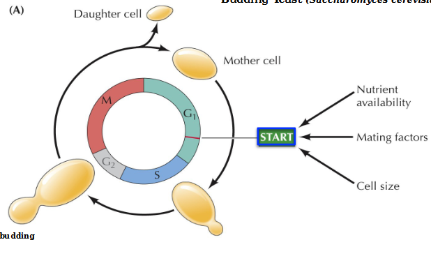 <p>Start is a major regulatory point in late G1 controlling progression from G1 to S phase. Requires adequate nutrient availability, mating factors, and cell size</p>