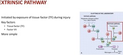 <p>tissue factor (TF) and Factor VII >10</p>