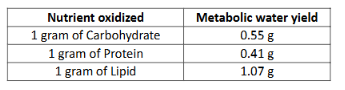 <ul><li><p>Hydrogen (H)</p></li><li><p>Although lipids produce the most metabolic water/g of nutrient, there is greater heat production from lipid oxidation.</p></li></ul><p></p>