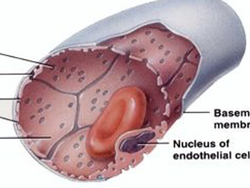 <p>Fenestrated capillaries</p>