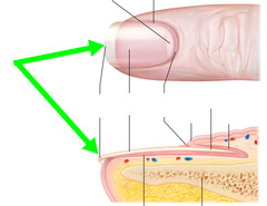 <p>Label the arrow</p>