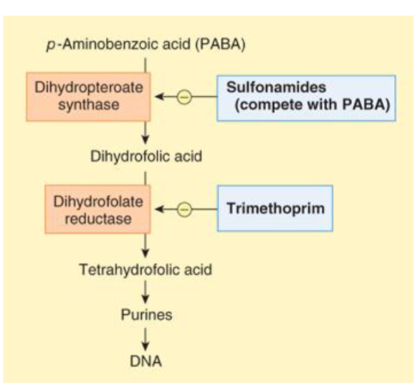 <p>para-aminobenzoic acid is a nutrient obtained from the environment that is a folate precursor</p>