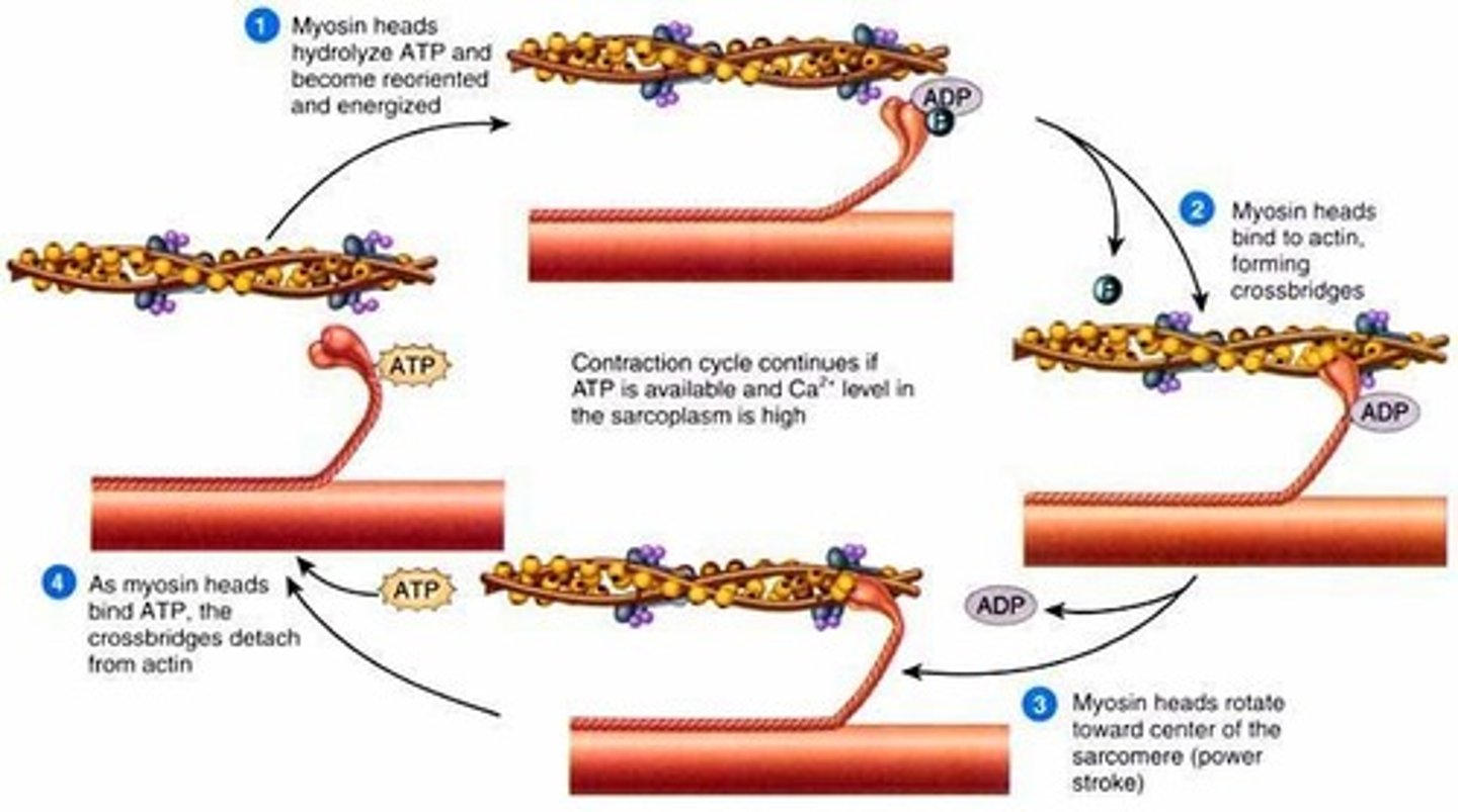 <p>Primary motor protein that interacts with actin</p><p>Thick Filament in myofibrils</p><p>Single Head and neck, movment at the neck responsible for power stroke of sarcomere contraction</p>