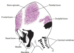 <p>The mesoderm bypasses the cartilaginous stage and directly forms the bone (this is present in the flat bones of the skull)</p>