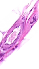 <p>Identify blood vessel type</p>