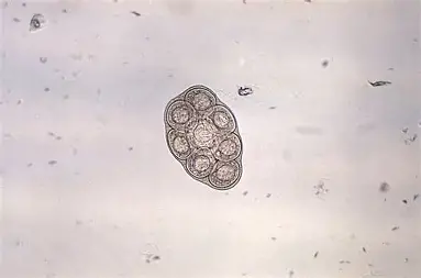 <p>Scientific and Common Name? (Canine and Feline)</p>