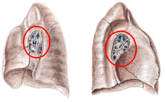 <p>Identify the structure</p>
