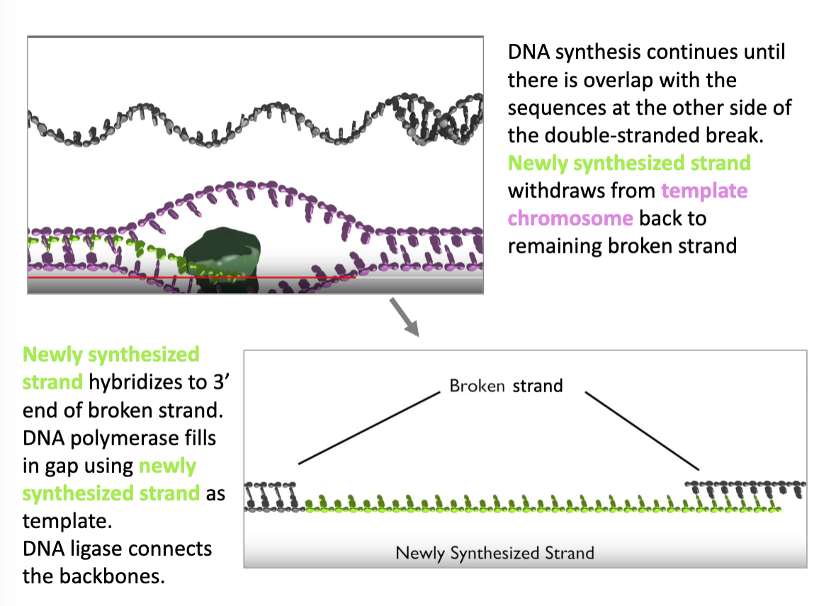 <p>HDR Continued (flip)</p>