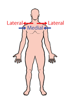 <p>lateral</p>
