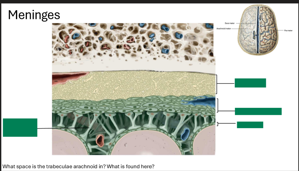 <p>Label the meninges</p>