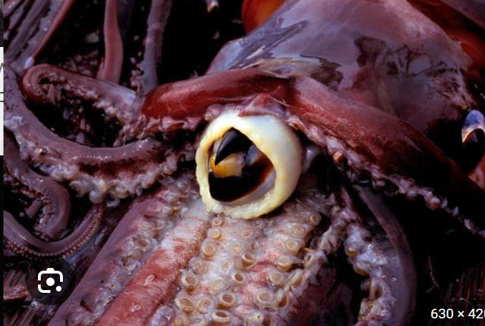 <p>What does the beak do for squids?</p>