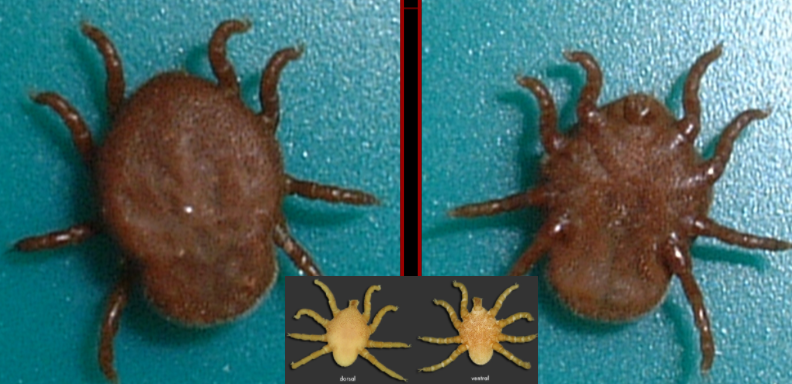 <p>What tick is this?</p>