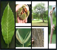 <p>Fagaceae - Castanea mollissima</p>