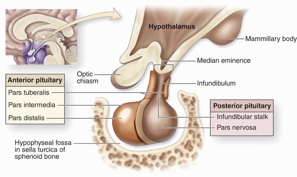<ul><li><p>The pituitary sits in the <strong>hypophyseal fossa</strong>, a depression in the <strong>Sphenoid bone</strong> (within the <strong>Sella turcica</strong>).</p></li><li><p>It is surrounded by a <strong>sinus (cavity)</strong> that contains <strong>Cerebrospinal fluid</strong>, helping cushion and protect the brain.</p></li><li><p>This region is also associated with the <strong>hypophyseal portal system</strong>, which carries hypothalamic hormones to the anterior pituitary.</p></li></ul><p></p>