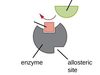 <p>Which of the following is an inhibitor that blocks the substrate's ability to bind to an enzyme?</p>