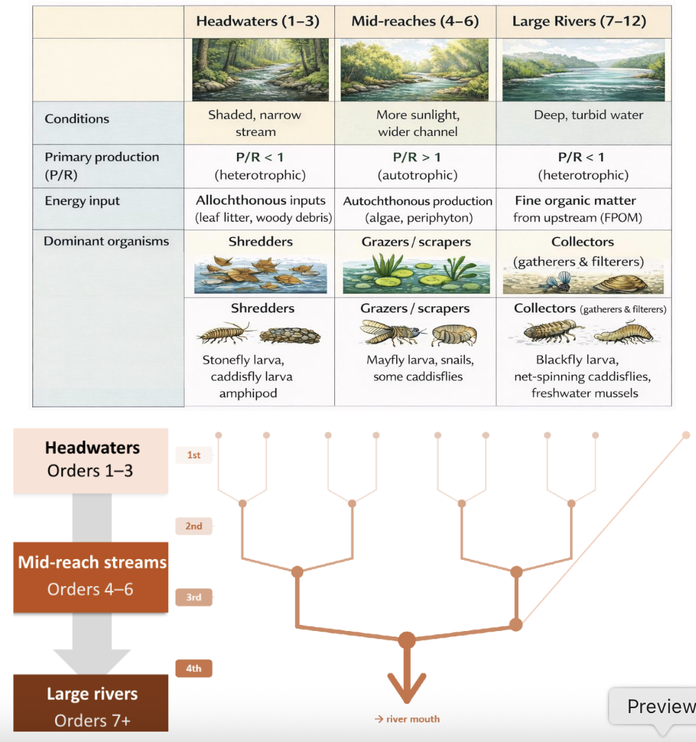 <p><span style="background-color: transparent;">Headwaters (1st) → Larger Rivers (7+)</span></p><ul><li><p>Headwaters</p></li><li><p>Mid-reach Streams</p></li><li><p>Large Rivers</p></li></ul><p><span>Key Rule:</span></p><ul><li><p><span style="background-color: transparent;">Only two streams of the same order merging moves up one order</span></p></li></ul><p></p>