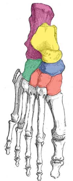 <p>The most prominent tuberosity on the medial aspect of the foot is pictured below. This tuberosity is part of the bone that functions as the keystone of the medial longitudinal arch. What is the name of this tuberosity:</p>