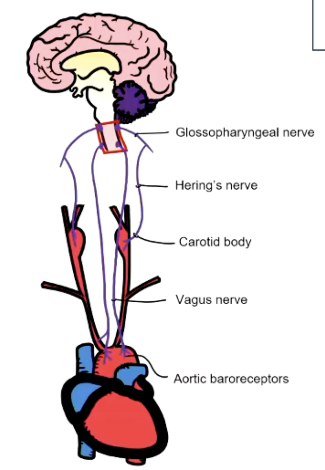 <ul><li><p>Receptors in aortic arch and carotid sinus = arteriol baroreceptors</p></li><li><p>measure high pressure (MAP)</p></li><li><p>impulses relayed to CVS control centres in medulla</p></li></ul><p></p>