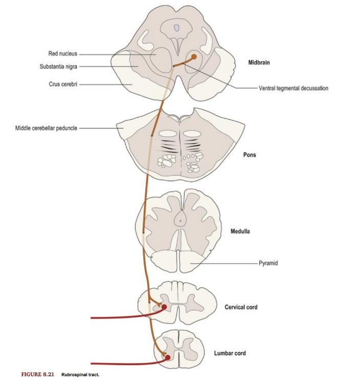 <p><strong>• Location: </strong>Lateral column of SC</p><p><strong>• Function:</strong></p><p>• Motor control of upper limb flexors</p><p>• Small role in regulation of tone</p><p></p><p><strong>• Pathway:</strong></p><p>• From red nucleus (midbrain)</p><p>• UMN fibres cross in midbrain, and descend contralaterally in lateral</p><p>column</p><p>• Synapse on lower motor neurons in cervical spinal cord to activate</p><p>upper limb flexor muscles</p>