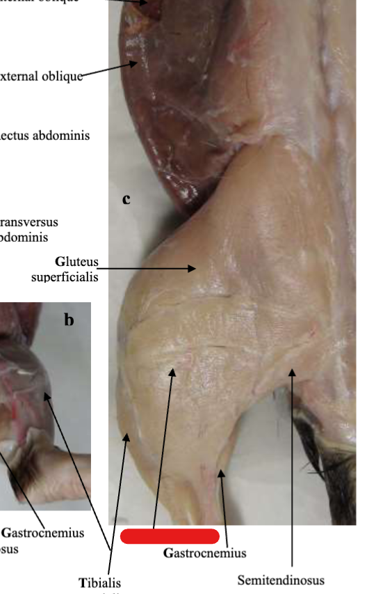 <p>Hind Leg</p>