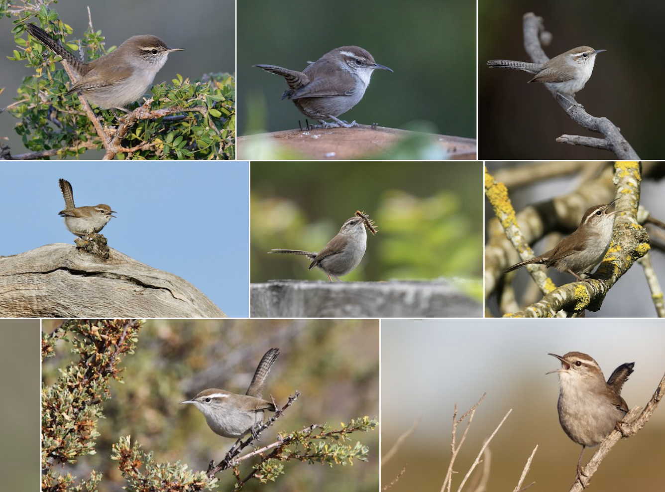 <p>look at coloration of feathers AND top of head relative to other spp.</p>