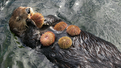 <p>a species that influences the survival of many other species in an ecosystem</p>