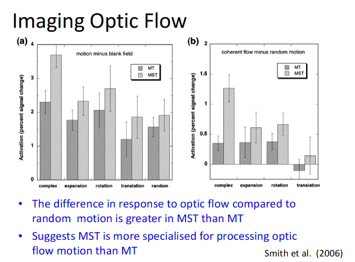<p>found neurons that responded preferentially to global optic flow patterns - MT and MST</p><ul><li><p>smith found that response from optic flow rather than random motion was greater in MST than MT</p></li></ul><p></p>