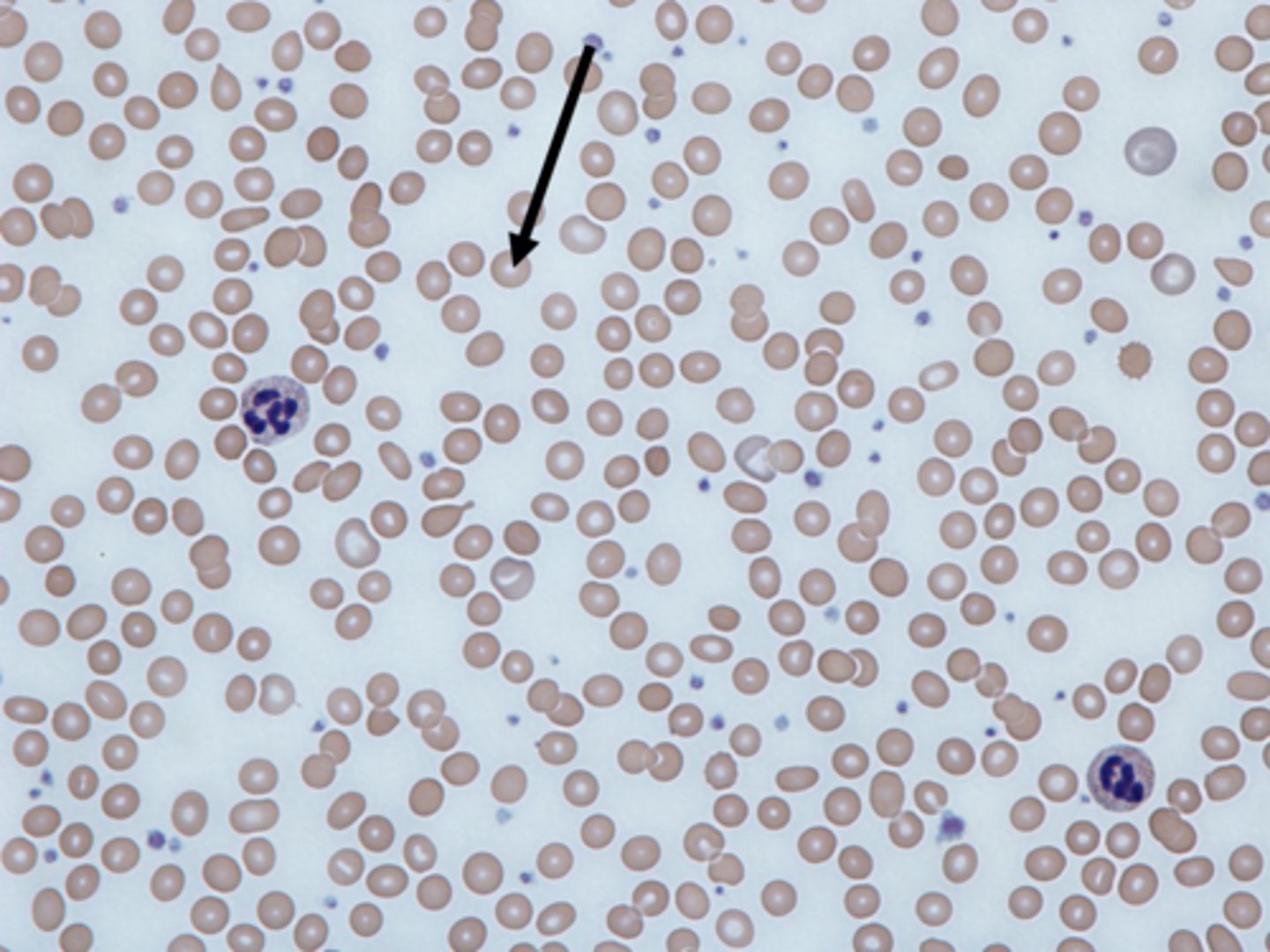 <p>type of cell?</p>