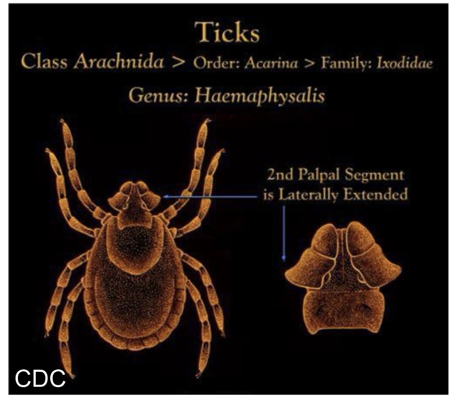 <p>What is the species name of this in family Ixodidae</p>