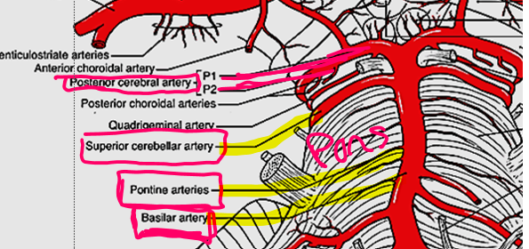 <p>Posterior cerebral arteries</p>