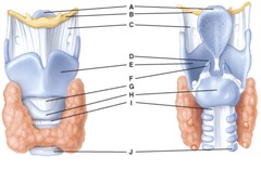 <p>Where is the tracheal cartilage</p>