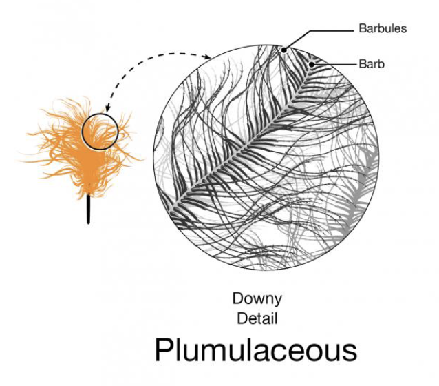 <p>Loosely arranged barbules: fluffy, downy, warm</p>