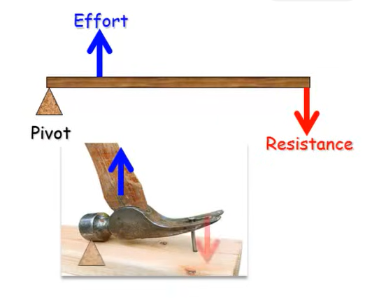 <p>effort is closer to pivot than resistance (effort in middle)</p><p>*majority of muscle</p><p>*sacrifice force for inc ROM with minimal muscle shortening</p>