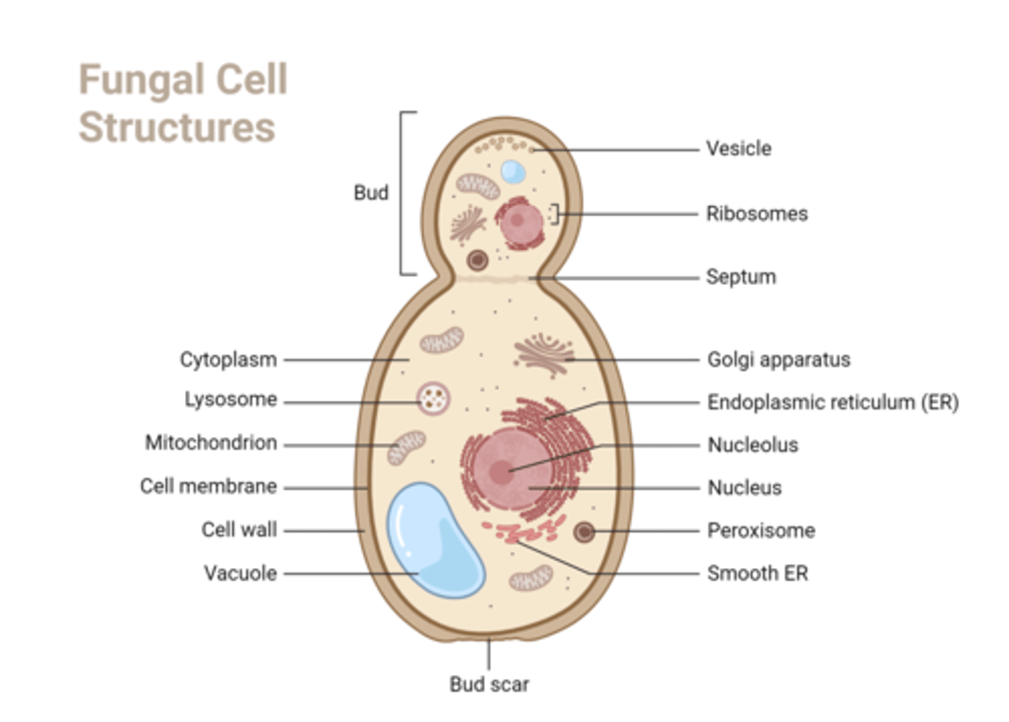 <p>Enlarged area at the end of conidiophore</p>