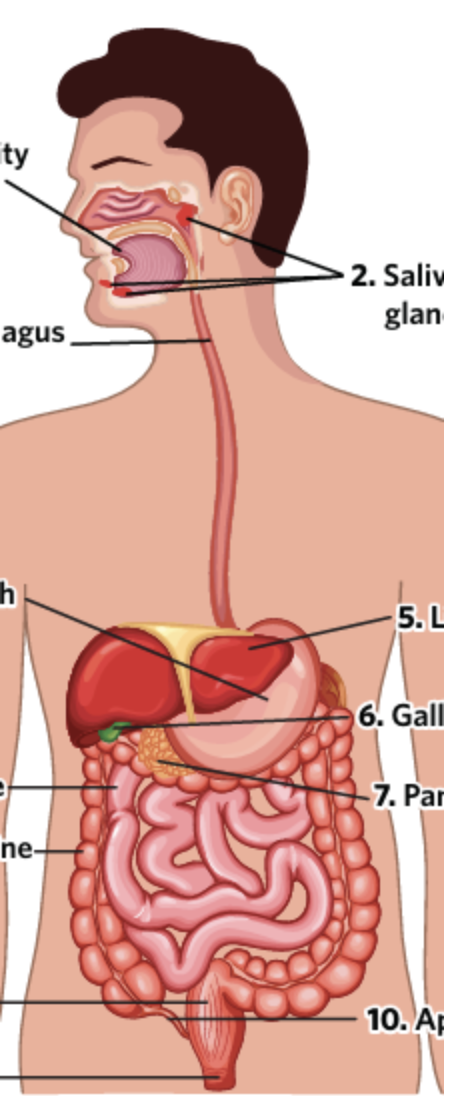 <p>Name all 12 organs</p>