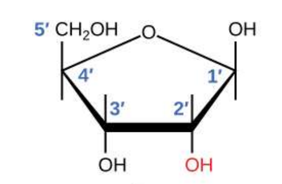 <p>What type of sugar is pictured here?</p>
