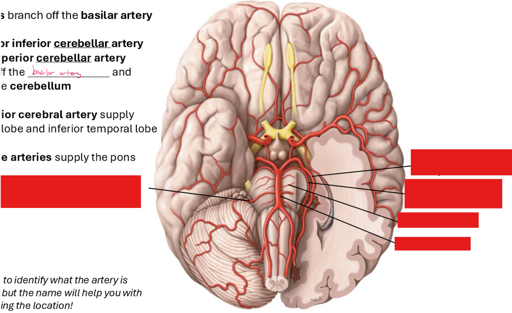 <p>Label these arteries</p>